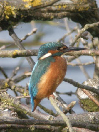 Marston Marsh