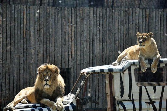 Zoologischer Garten Bukarest
