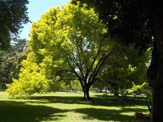 Jardines Carlton