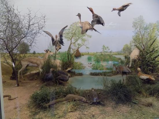 Pakistan Museum of Natural History