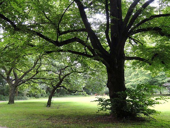 Parc Grüneburgpark