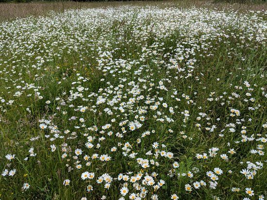 Catton Park