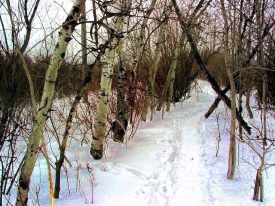 Assiniboine Forest