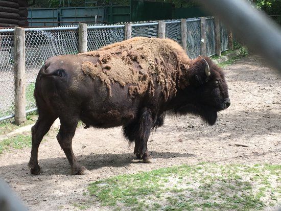 High Park Zoo
