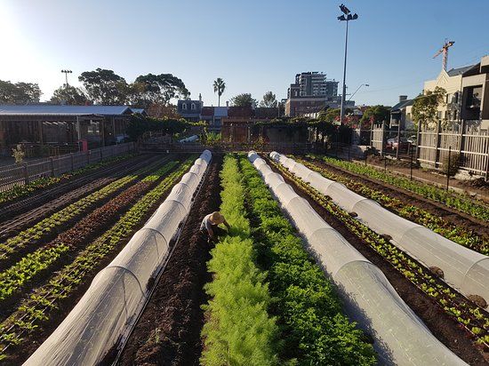 Pocket City Farms