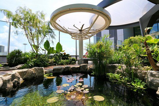 Water Lily Garden