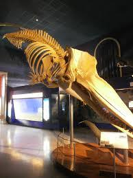 Milan Natural History Museum