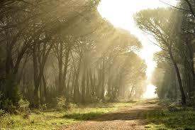 Musapstan Forest Park