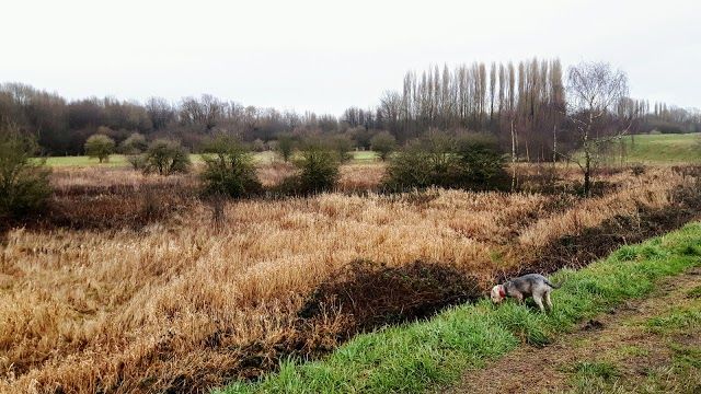 Chorlton Ees Nature Reserve