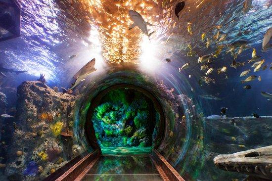 SEA LIFE Grapevine