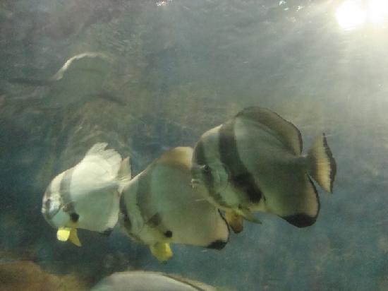Xiamen Underwater World