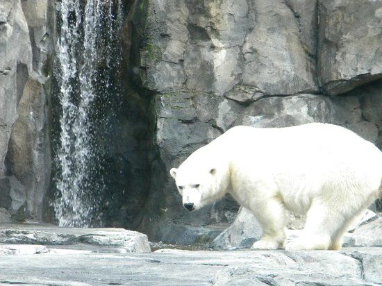 Alaska Zoo