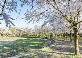 Kersenbloesempark