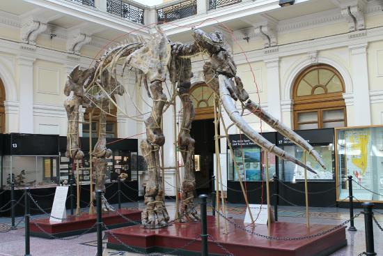 Museo di Storia Naturale Giacomo Doria