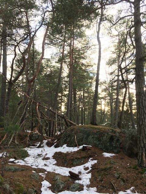 Älvsjöskogen