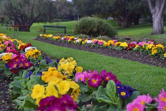 Veale Gardens
