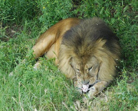 Oakland Zoo