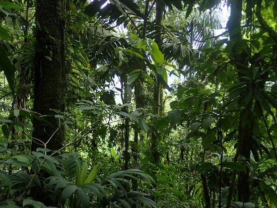 Parque Nacional Braulio Carrillo