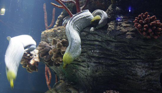 Aquarium de Sharjah