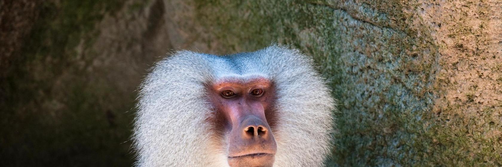 Aalborg Zoo