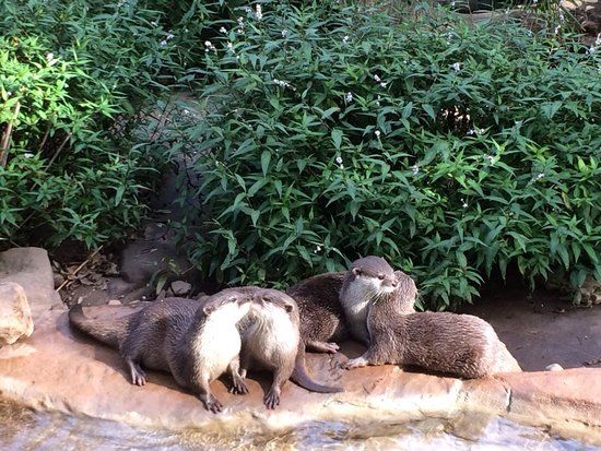 Panda Exhibit