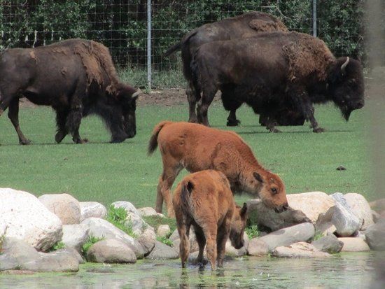 Forestry Farm Park and Zoo