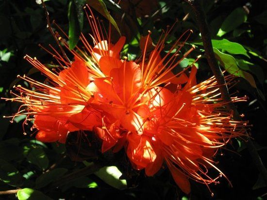 Cairns Botanic Gardens