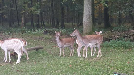 Wildpark Grafenberger Wald