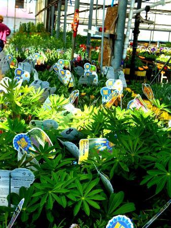 Gro-Moore Farms